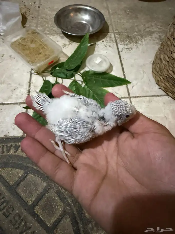 فروخ غر للبيع 3