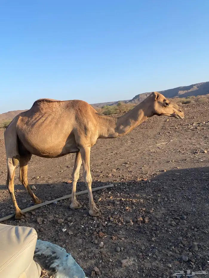 للبيع ناقه 2