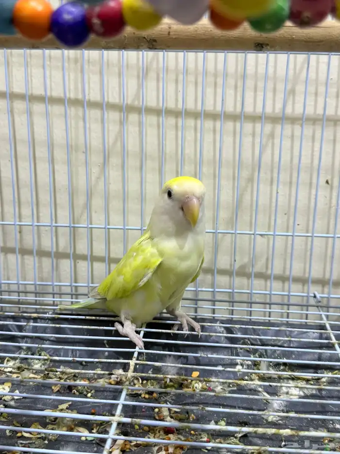 زوج روز 2