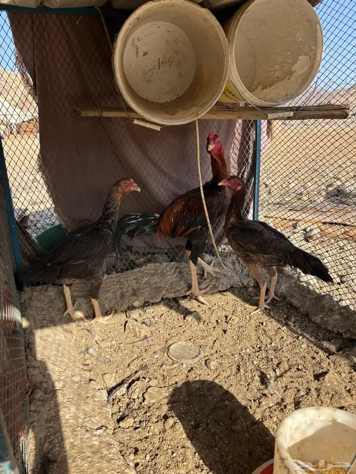 دجاج باكستاني 3