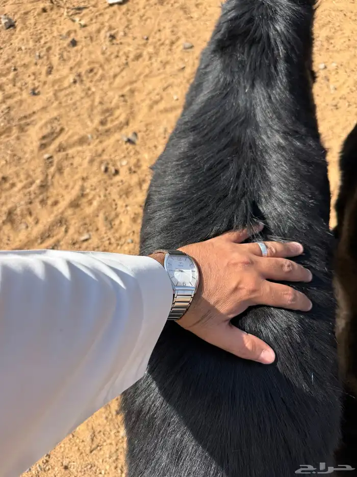 خرفان حري جذعان جبر الواسط الفاخر فل الفل يوجد سلخ وتوصيل 3
