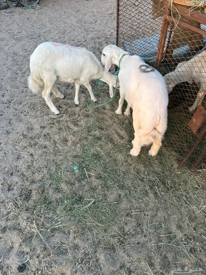 طلي والرخل انباعت 2