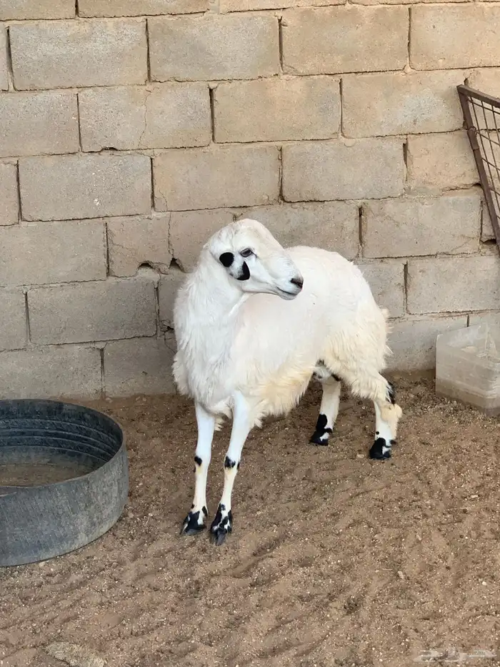 طلي 0