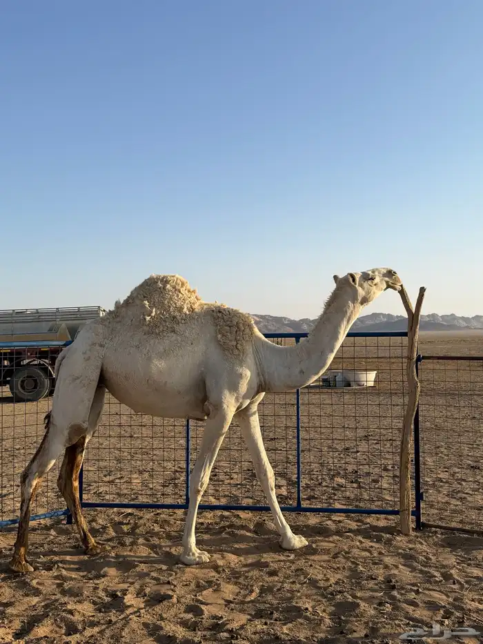 بكرى وضحاء 3