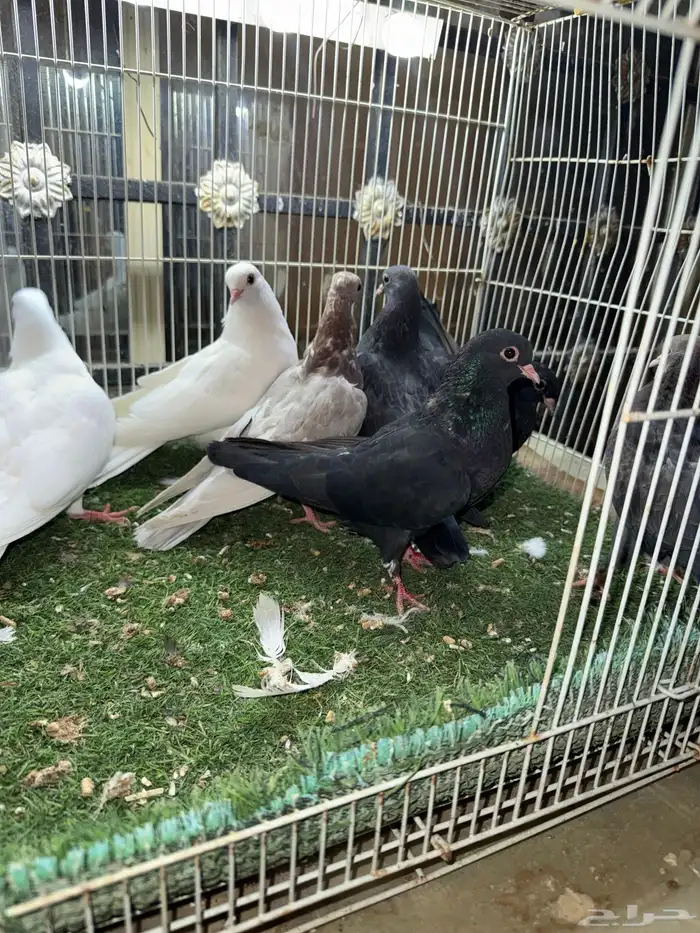 طبات صنعاوي اصيل 4