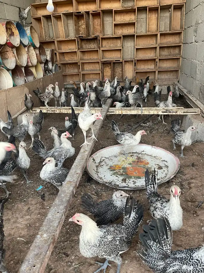 دجاج العمر 3 شهور 1