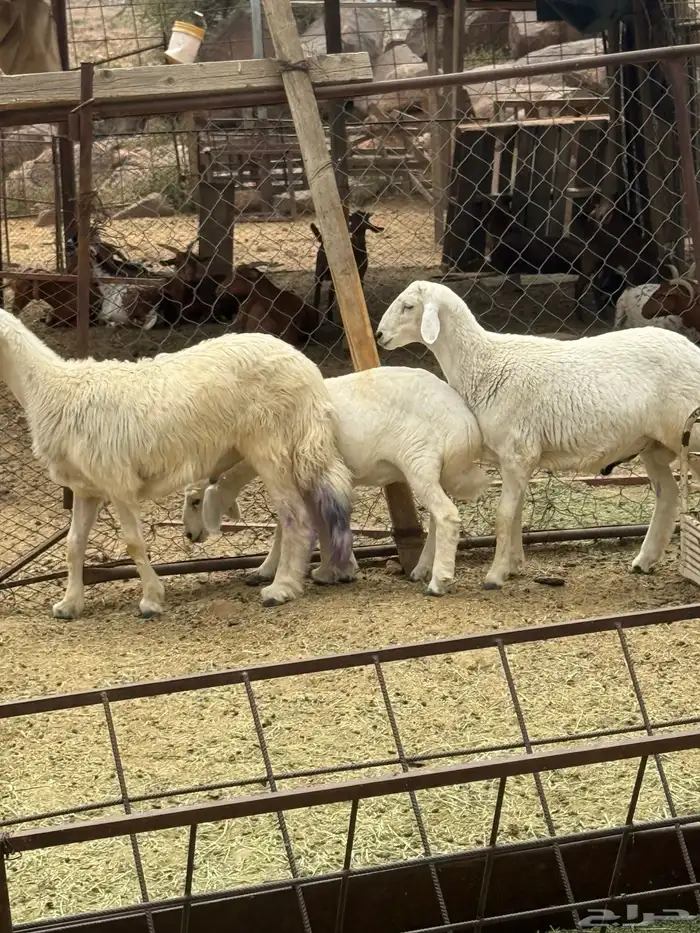 غنم للبيع 7