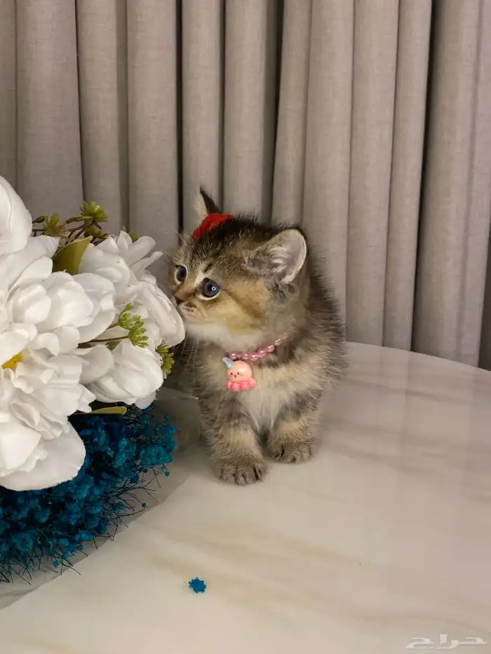 قطط سكوتش 13