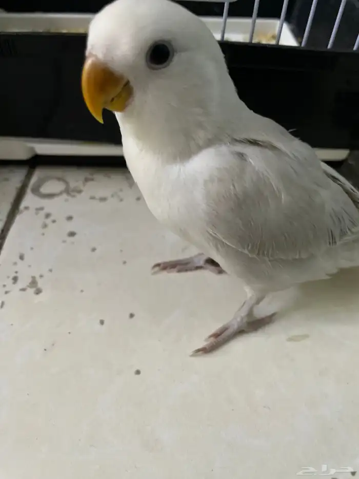فرخ روز ألون ابيض  ثلجي الصحه ميه ميه. اليف نهايه غر 0