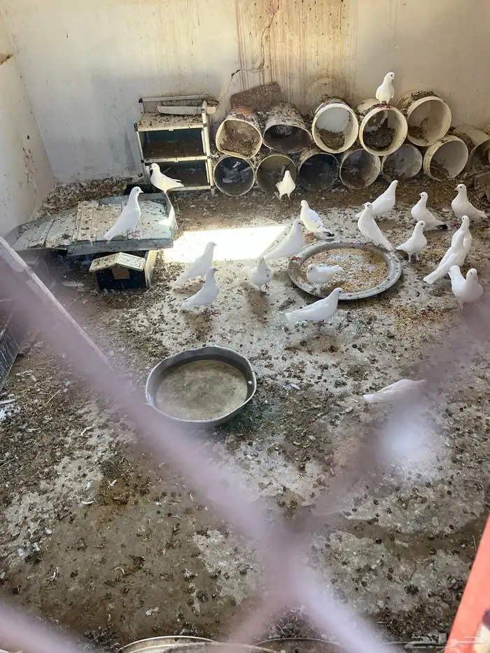 حمام فرنسي جامبو حجم كبير 0