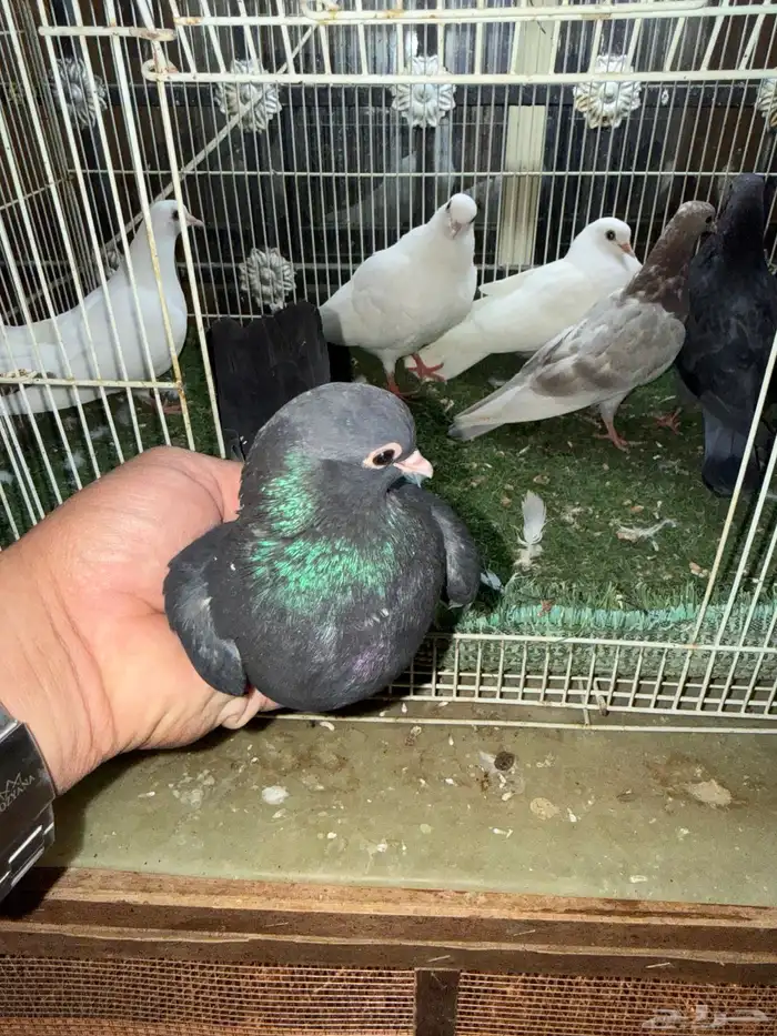 طبات صنعاوي اصيل 3