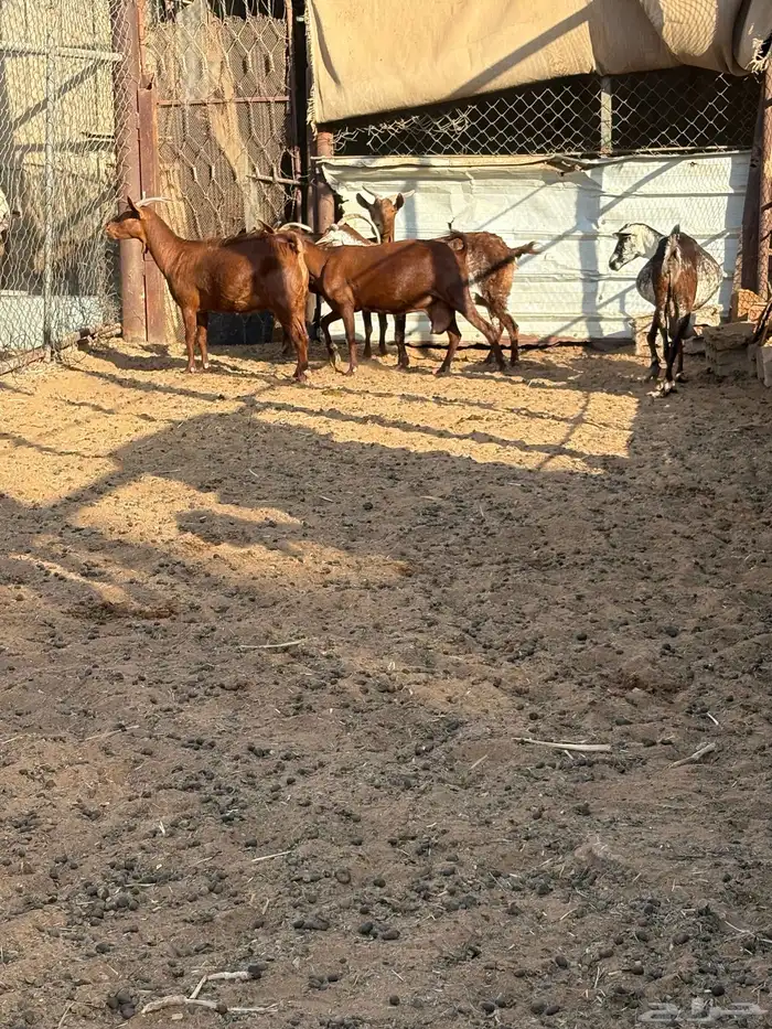 معز جنوبيه دفيع 0
