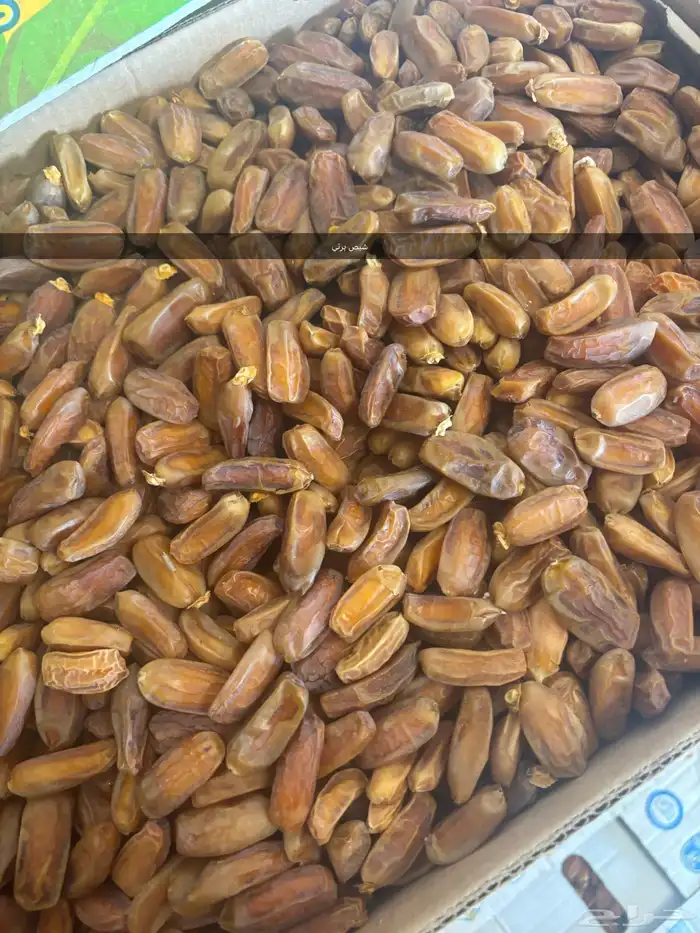 تمر برني ( عادي - شيص ) 0