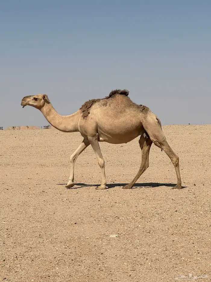 لقحه مشروطه 2