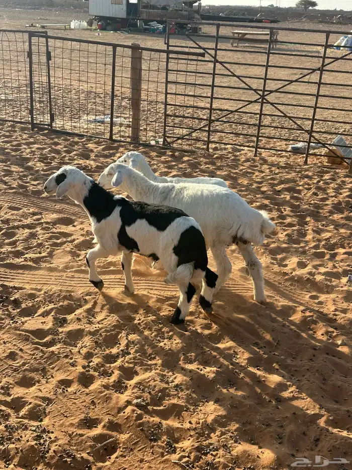 خرفان حريه 5