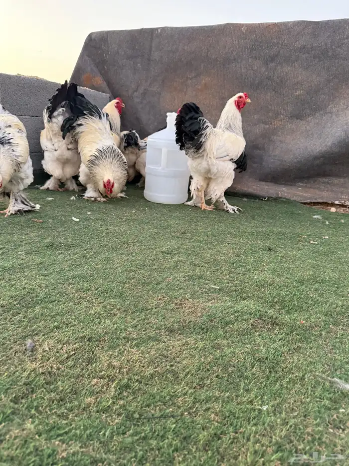 الجوف طبرجل 0