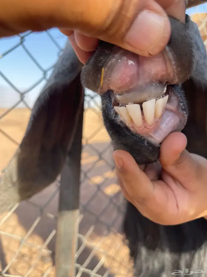 للبيع عنز معها تيس عمره شهر 1