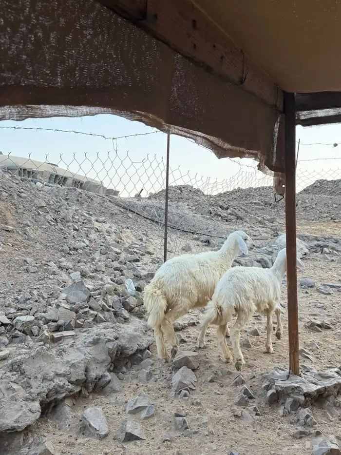 ثنتين رخال حريه 0