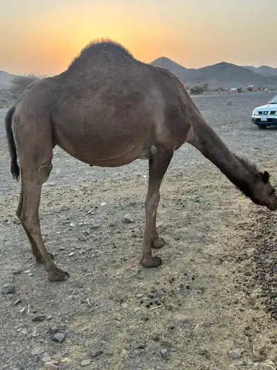 بكره كفو index