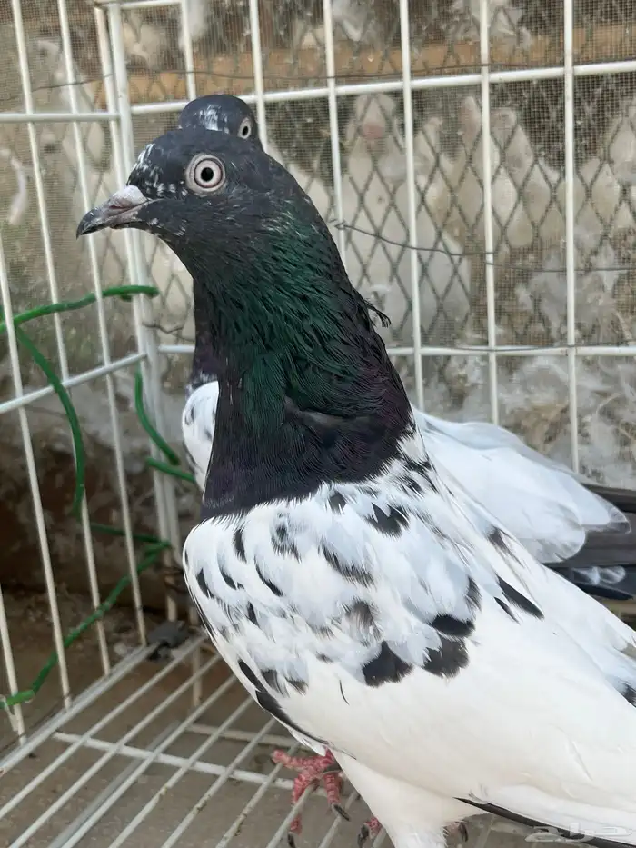 للبيع تيادي ورام بوري 0