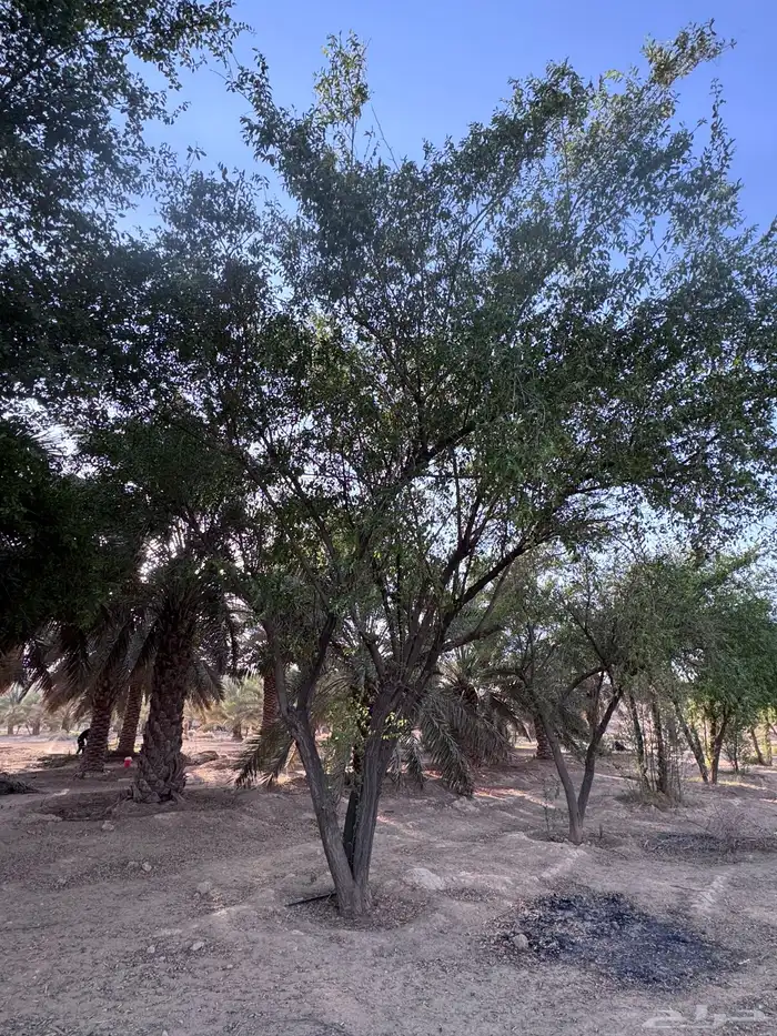 للبيع شجر غضى وسدر بلدي احجام كبيره 6 متر و4 متر 4