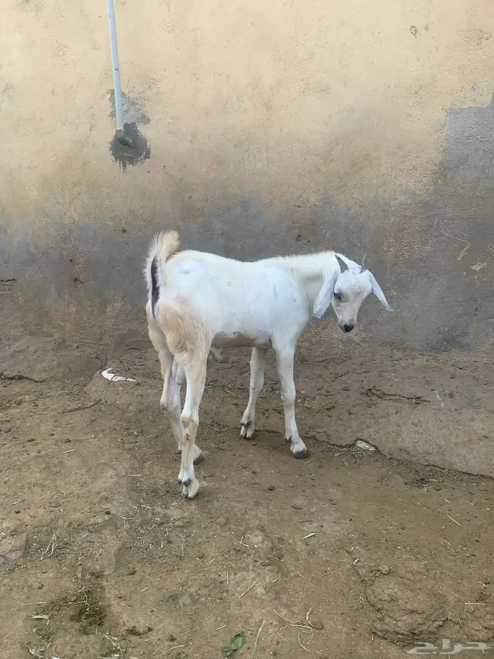 فرير مشروع فحل وثلاثه تيوس سمان ماشاءالله تبارك الله 4