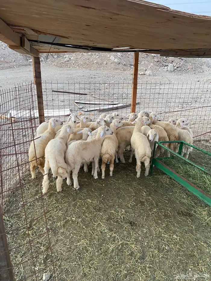 ذبايح طليان للبيع 2