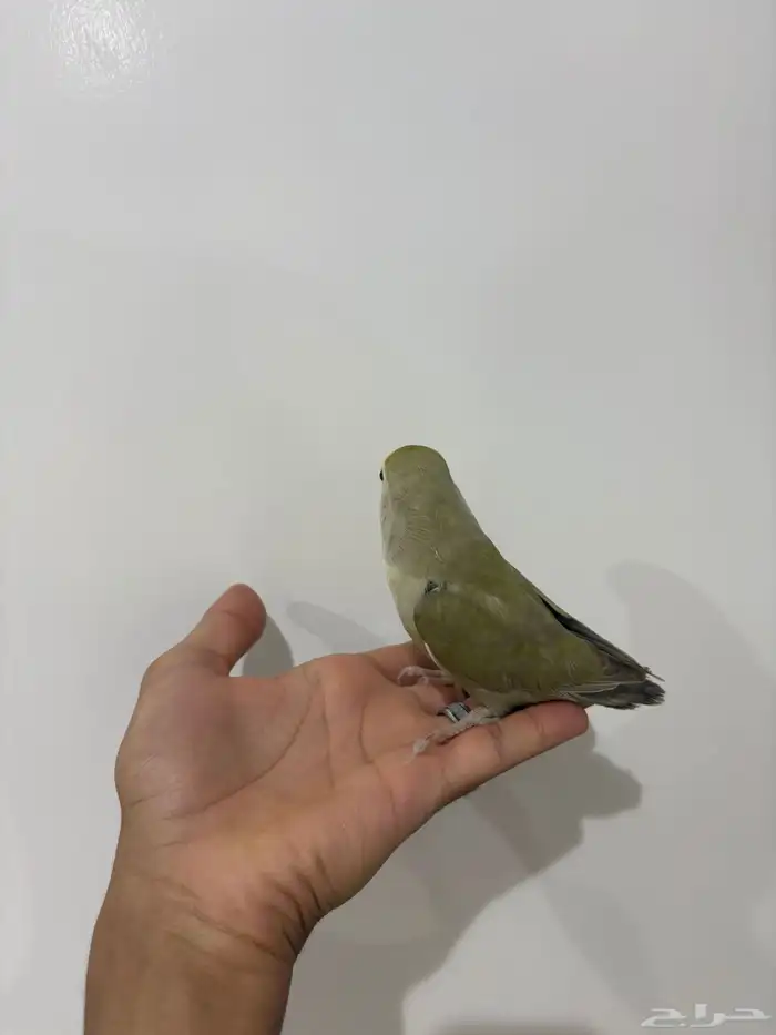 عله اليوم ما شاء الله تبارك الله أنثى للبيع حجم جامبو 6