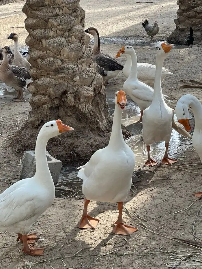 للبيع بط بلغاري وبط عراقي ويوجد فقاصه بحاله ممتازه تشيل 352 4