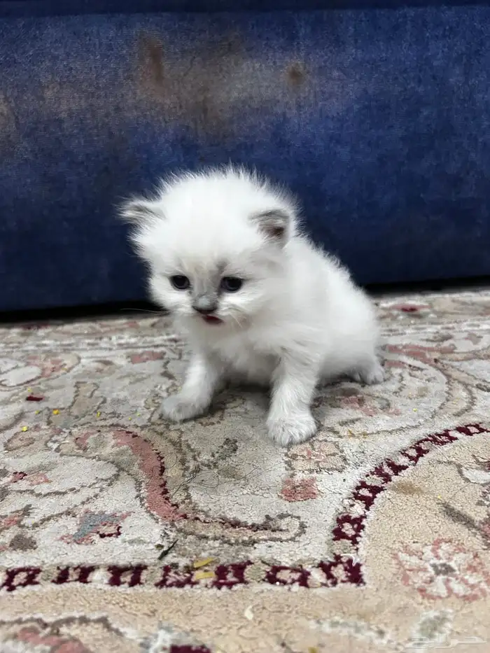 قط ذكر 7