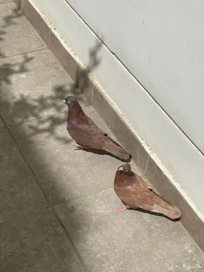 للبيع زوج حمام بهلوان 3