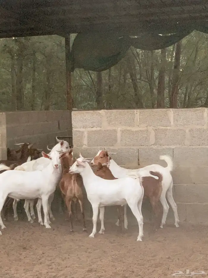 تيوس جنوبيه للبيع 0