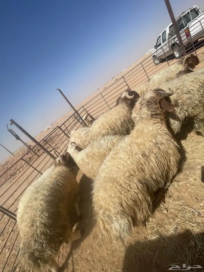 بهم خرفان فاخره كناور 0