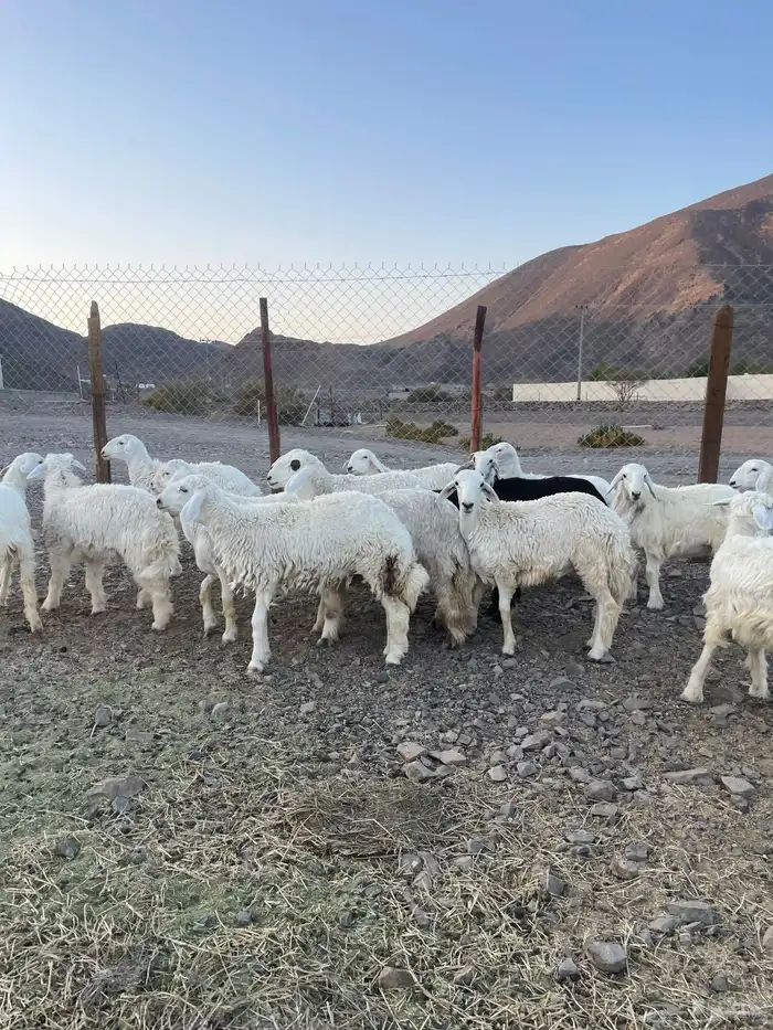 (تم البيع ) رخال حريات مراح واحد 7