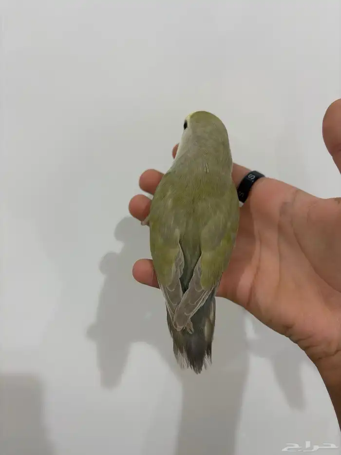 عله اليوم ما شاء الله تبارك الله أنثى للبيع حجم جامبو 1