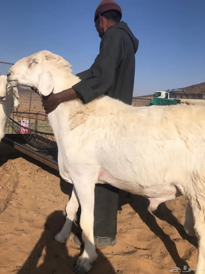 فحل عمر 7 شهور 1