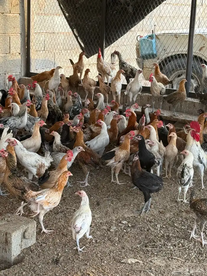 دجاج بلدي للبيع العمر فوق ست شهور 2