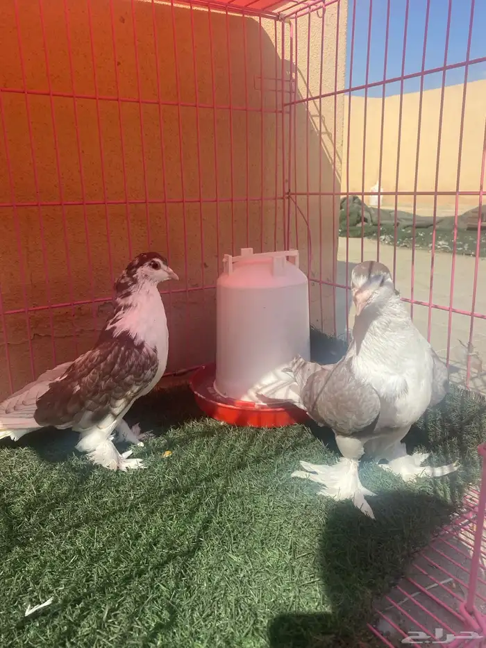 للبيع ازواج حمام 2