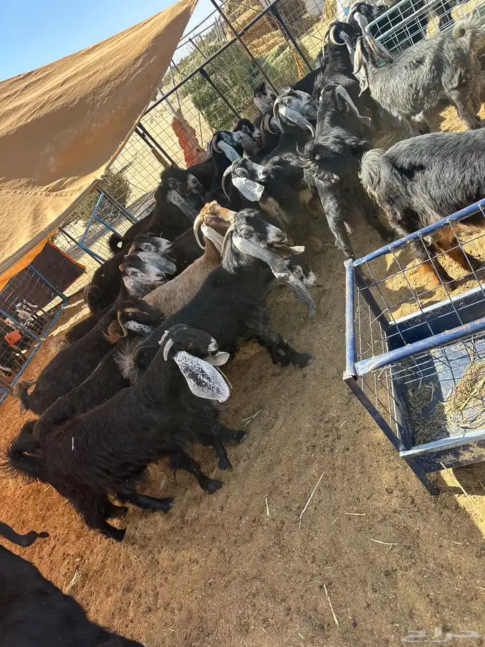 معزا خلفات ودفيع 3