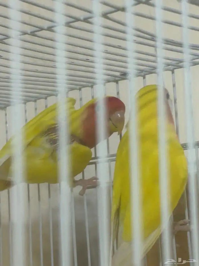 جوز روز منتج 1