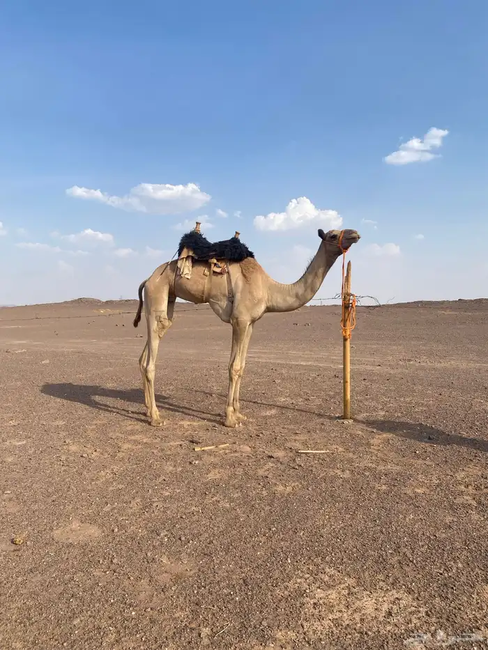للبيع قعود ركبي سنه لقي سليم من جميع العذريب 1