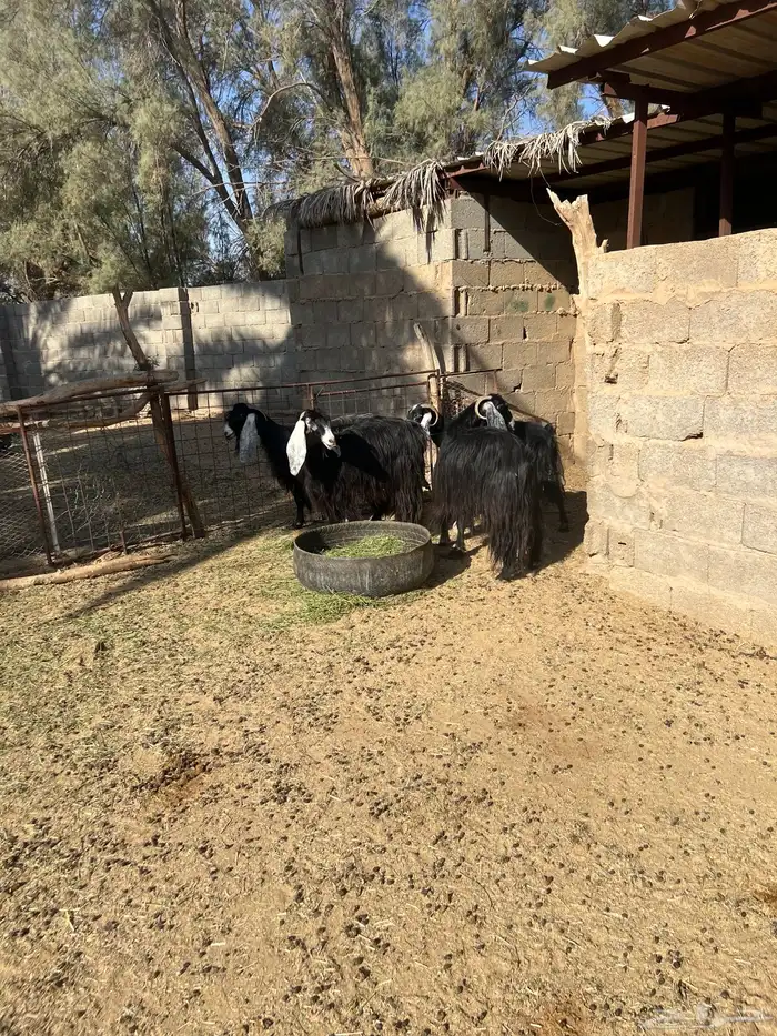 معزا عوارض مضاريع شرط 3