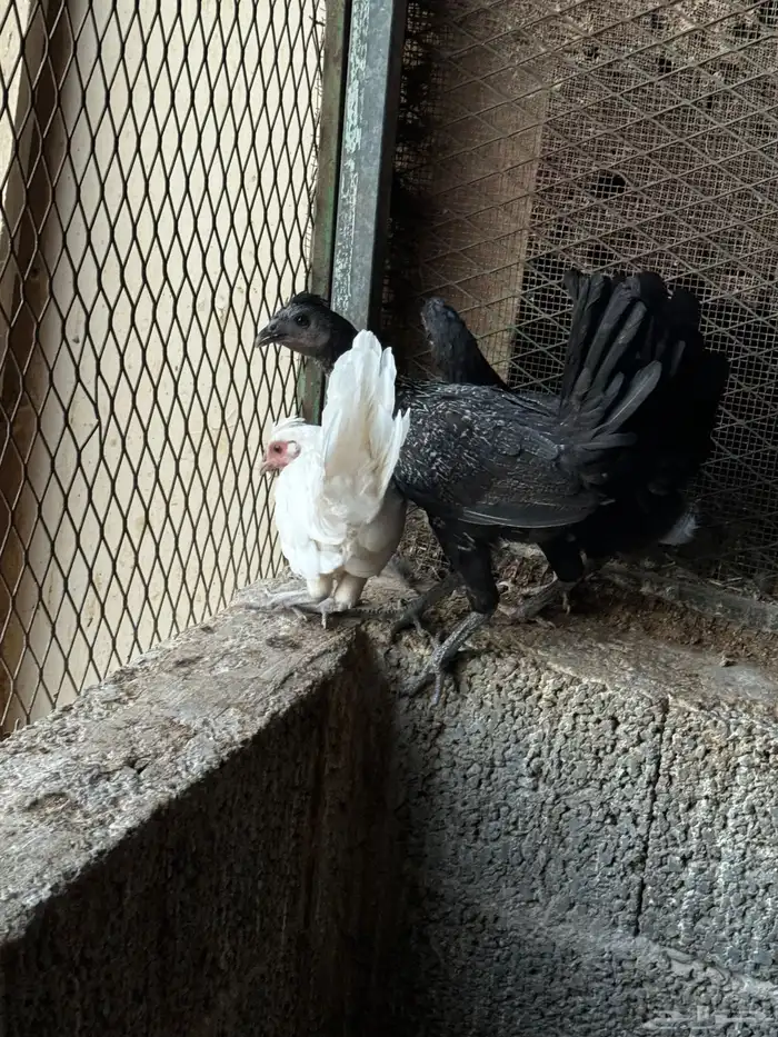 دجاج 1