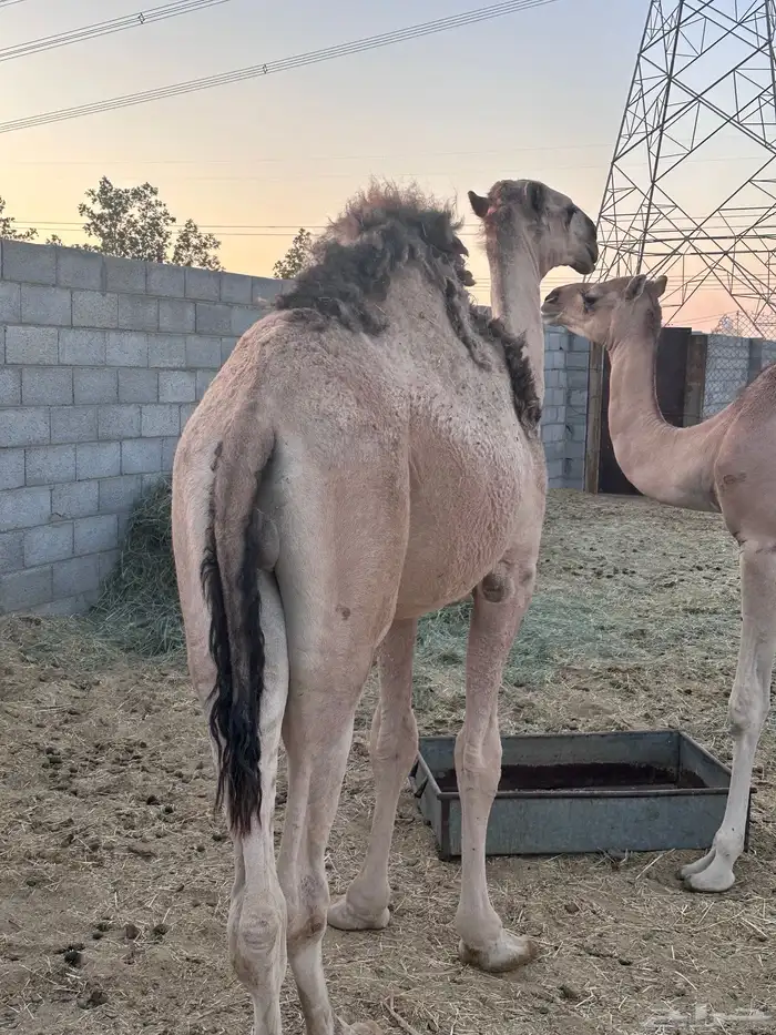 قعدان للبيع 3