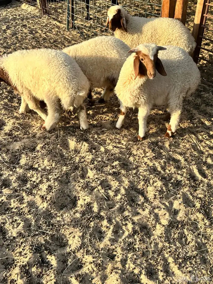 هرافى نعيمي بلدي 4