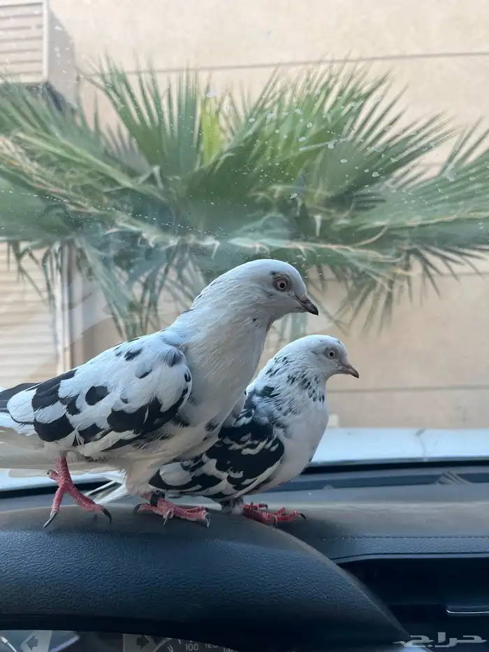 قطايف للبيع 0
