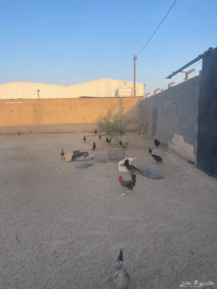 دجاج مشكل 5