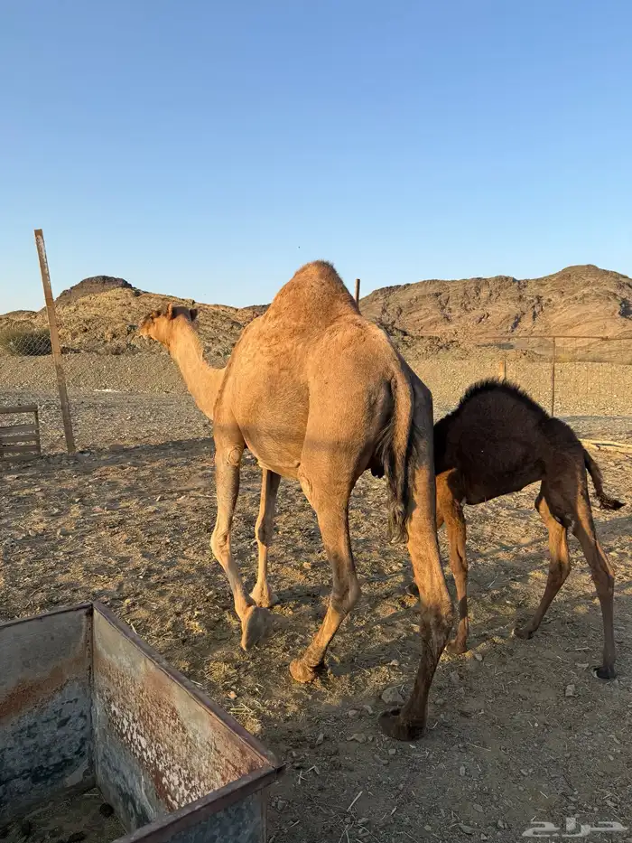 خلفة حمرا تحتها بكرة 2