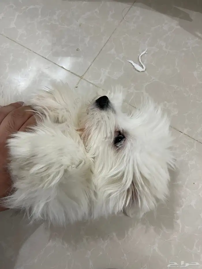 كلب مالتيز انيق 4
