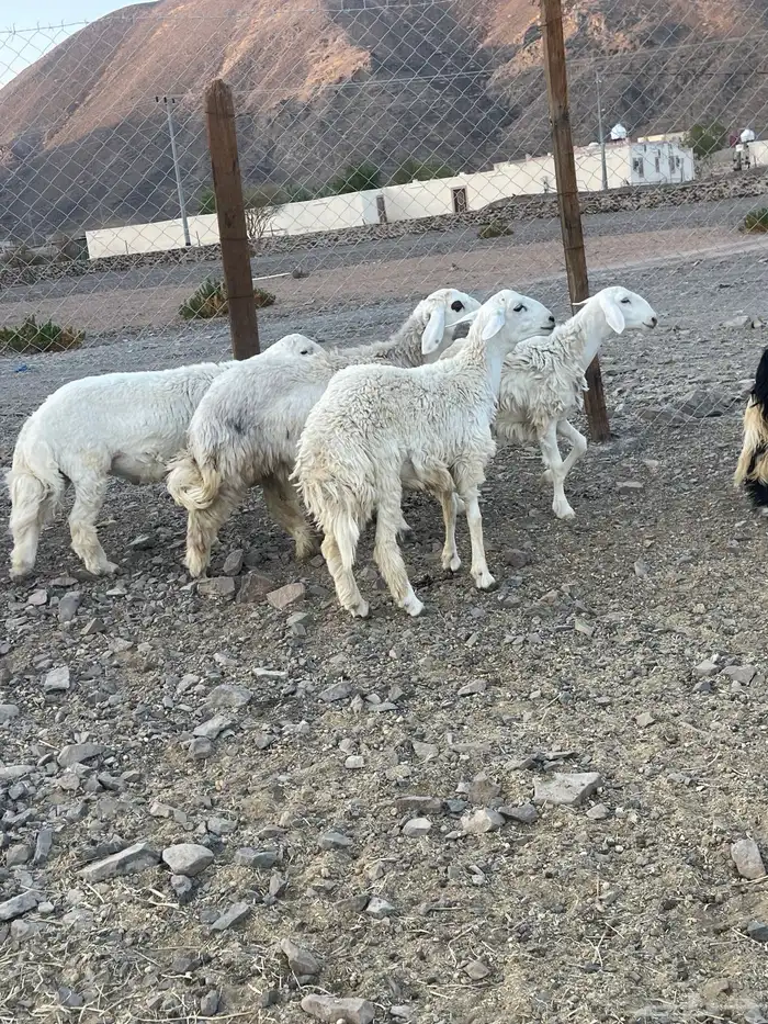 (تم البيع ) رخال حريات مراح واحد 0